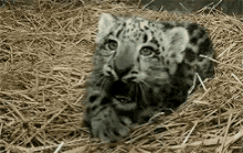Cutie Leopard GIF - Cutie Leopard Yawn GIFs