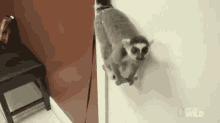 Lemur Jump! GIF - Nat Geo Nat Geo Gi Fs Dr Kgi Fs GIFs