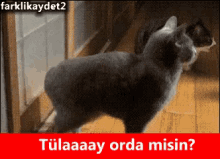 Tülay GIF - Cat Kick Smash GIFs