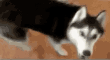 Dog Slap GIF - Dog Slap Husky GIFs