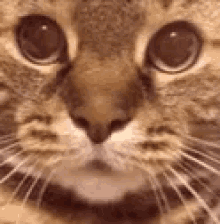 Cat Meow GIF - Cat Meow Growl GIFs