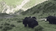 Bison Roll GIF - Bison Roll Fail GIFs