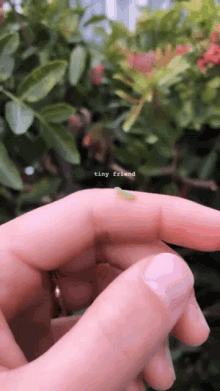 Inchworm Tiny GIF - Inchworm Tiny Geometer Moth GIFs