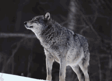 Wolf Howling Wolf GIF - Wolf Howling Wolf Winter Season GIFs