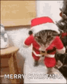 santa cats funny animals merry christmas happy xmas