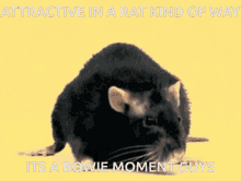 nice rat