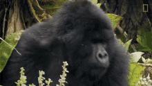 moments gorilla