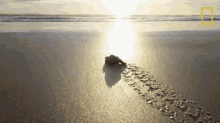 baby sea turtle world turtle day untamed with filipe de andrade sea turtle crawling sea turtle on the beach baby sea turtle world turtle day untamed with filipe de andrade sea turtle crawling sea turtle on the beach