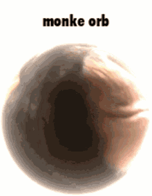 monkey monke