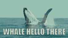 hello there whale