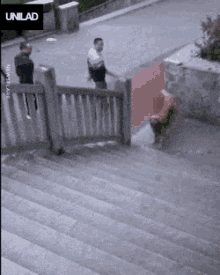 Stairs Dog GIF - Stairs Dog Funny Animals GIFs