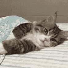 Cat Nap GIFs | Tenor