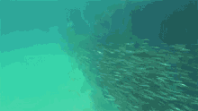 anchovy diving