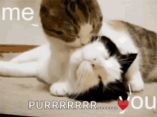 Cat Lick GIF - Cat Lick Kiss GIFs