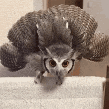 owl angry mad upset when someone tries to flirt with my man
