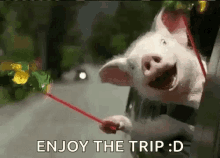 Pig Enjoy Trip GIF - Pig Enjoy Trip Happy GIFs