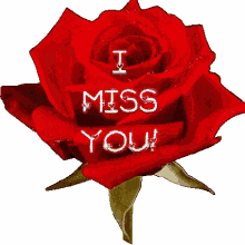 i miss you rose heart rose hearts miss you