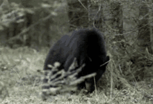 Black Bear GIF - Black Bear GIFs