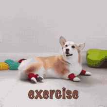 Exercise Welshcorgi GIF - Exercise Welshcorgi Cute GIFs