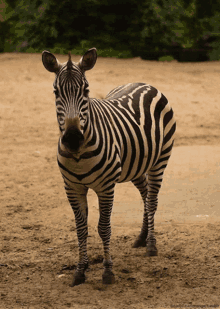 Zebra Animal GIF - Zebra Animal Cute GIFs