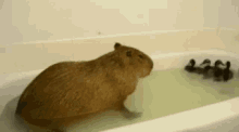 bubbles capybara