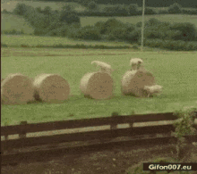 sheep jump