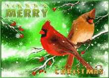merry christmas cardinal snowing winter christmas cardinal