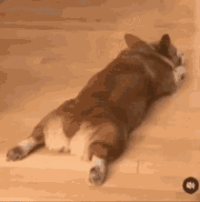 Cute Corgi GIF - Cute Corgi Dog GIFs