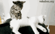 This Is Nothing A Good Massage Wont Fix Cat GIF - This Is Nothing A Good Massage Wont Fix Massage Cat GIFs