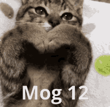 Mog 12 GIF - Mog 12 Cat GIFs