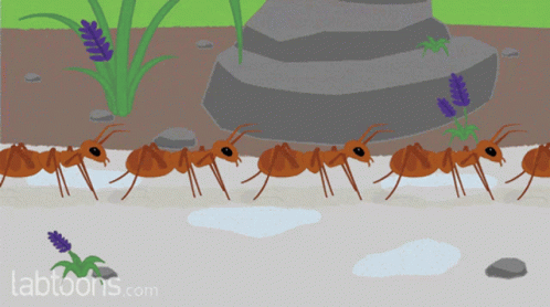 https://c.tenor.com/JveoLtDKEdYAAAAC/ants-insects.gif