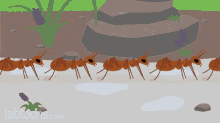 Ants Insects GIF - Ants Insects Group GIFs