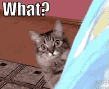 What? Vet Visit? GIF - What Shocked Cat GIFs