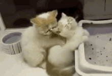 Cat Cute GIF - Cat Cute Massage GIFs