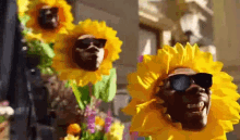 sunflowers dornstar black singing blind