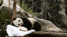 Panda Lazy GIF - Panda Lazy Cute - Discover & Share GIFs