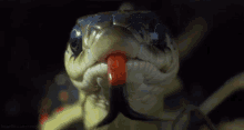 Snake From Http://Headlikeanorange.Tumblr.Com/ GIF - Snake Hiss Tongue Flick GIFs