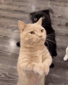 Slap Cat GIF - Slap Cat Jealous GIFs