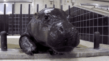 Feo Gordo GIF - Feo Gordo Hipopótamo GIFs