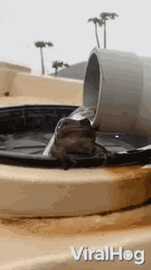 Taking Bath Frog GIF - Taking Bath Frog Take Shower GIFs