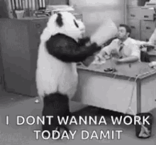angry panda mascot mad seccato