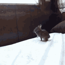 animal fail jump bunny