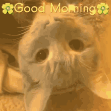Good Morning Morning Sunshine GIF - Good Morning Morning Sunshine Starshine GIFs