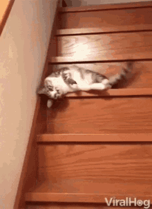 Cat Stairs GIF - Cat Stairs Going Down GIFs
