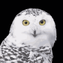 torak owl torak owl