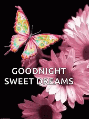 Good Night Sweet Dreams GIF - Good Night Sweet Dreams Butterfly ...