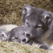 Wolf Animal GIF - Wolf Animal Cuddles GIFs