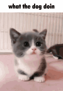 What The Dog Doing Cute GIF - What The Dog Doing Doin Dog GIFs
