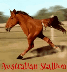 Australian Stallion GIF - Australian Stallion Horse GIFs
