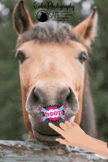 oden photography safe a forgotten equine horse boop